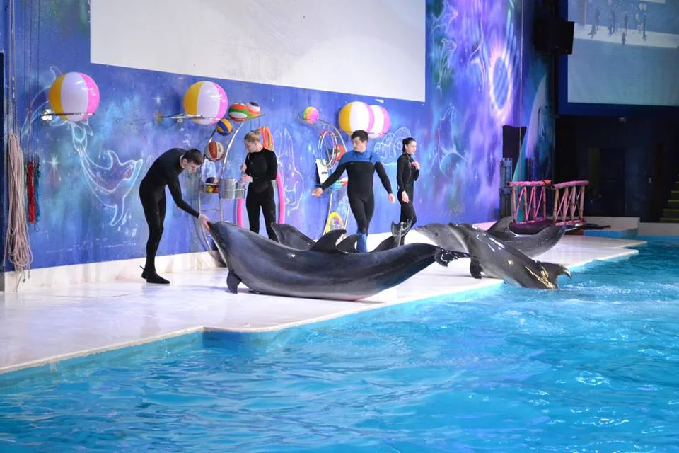 Creek Park Dolphinarium